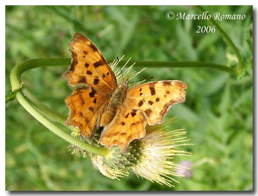 Insetti del Parco Adamello Brenta (TN): immagini e appunti